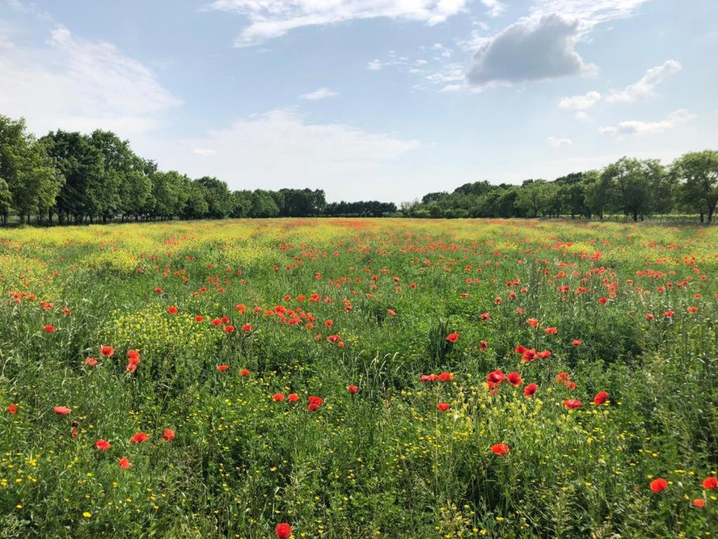 Relais Agrituristico Ormesani Villa San Liberale Dış mekan fotoğraf